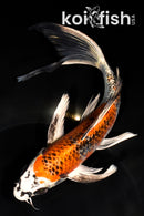 7.25" BENI GINGA BUTTERFLY