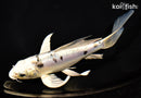 7.25" DOITSU GIN SHIRO BEKKO BUTTERFLY