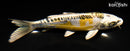 6.5" ARAGOKE KIN KIKOKURYU