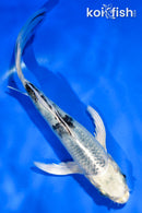 5.5" GIN SHIRO BEKKO BUTTERFLY