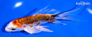 5.5" ARAGOKE HEISEI NISHIKI BUTTERFLY