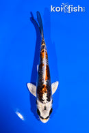 5" BENI KIKOKURYU