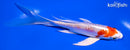 5.5" KIKUSUI BUTTERFLY