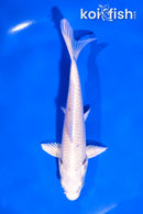 5.5" PLATINUM OGON
