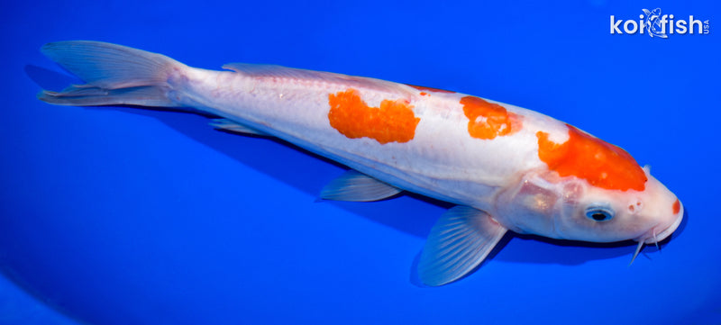 11.75" KIKUSUI