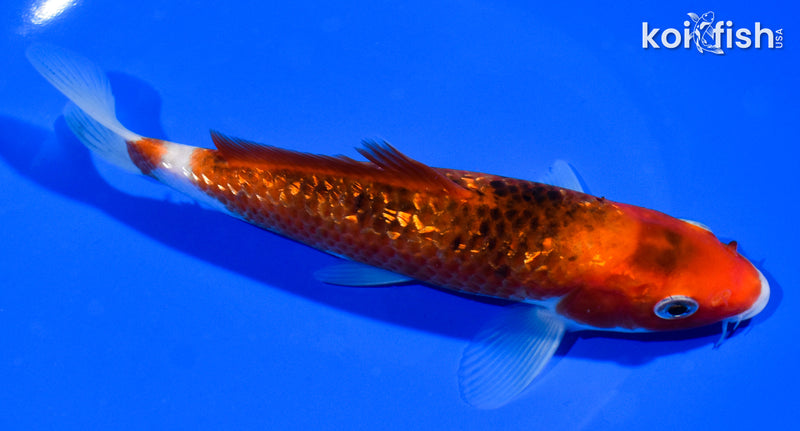 6.5" GINRIN GOROMO