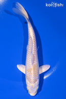 6.25" LEMON HARIWAKE