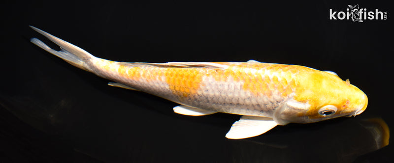 7.75" LEMON HARIWAKE