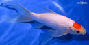 7.5" TANCHO SARASA COMET GOLDFISH