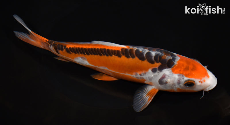 8.25" HI SHUSUI