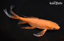 8" CHAGOI BUTTERFLY