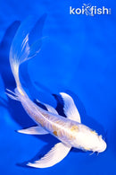 5.75" ARAGOKE LEMON HARIWAKE BUTTERFLY