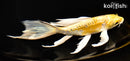 7" DOITSU YAMABUKI OGON BUTTERFLY