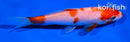 5" KOHAKU