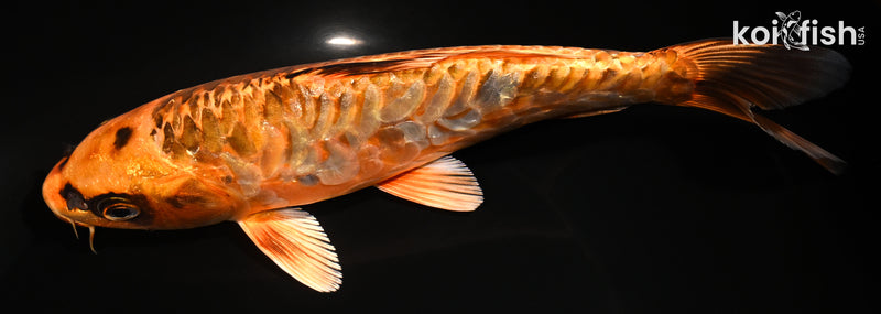 7.5" ARAGOKE ORENJI MATSUBA