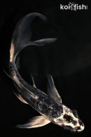 5.25" ARAGOKE KIKOKURYU BUTTERFLY