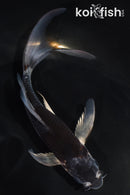 5.5" GOSHIKI BUTTERFLY