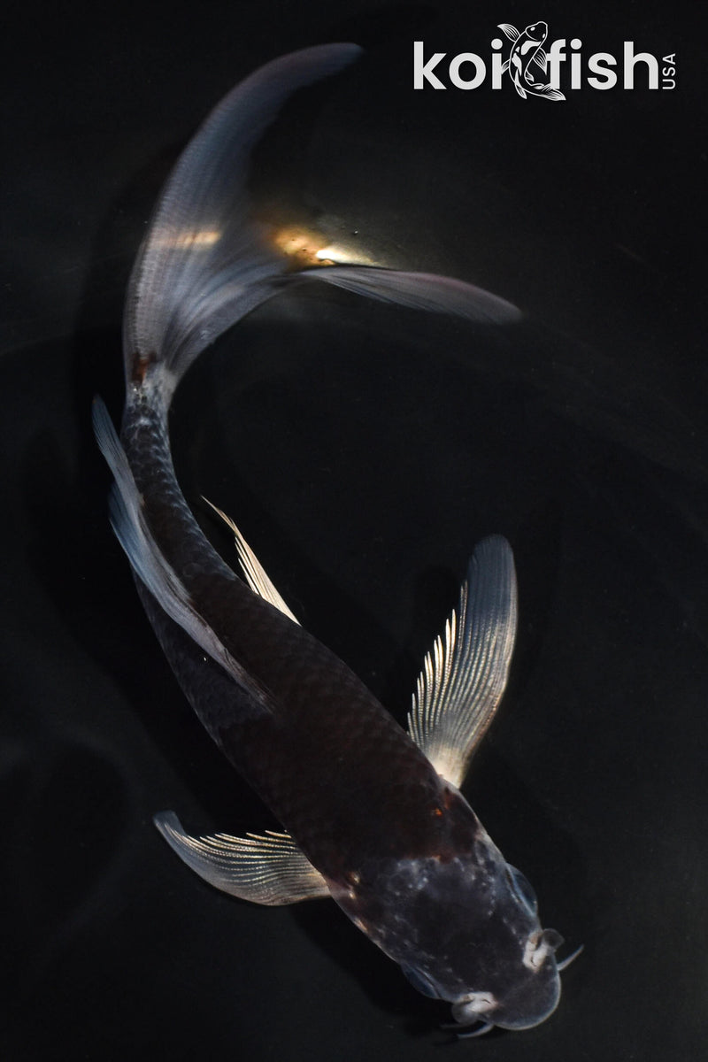 5.5" GOSHIKI BUTTERFLY