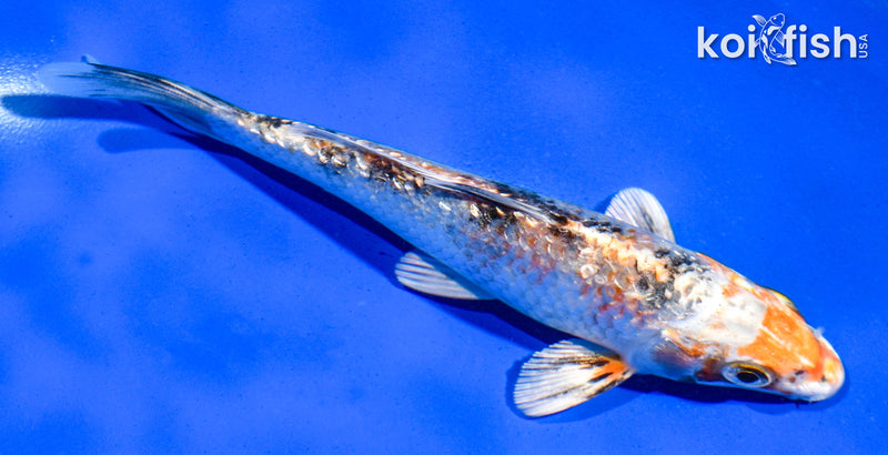 5.5" GINRIN YAMATO NISHIKI