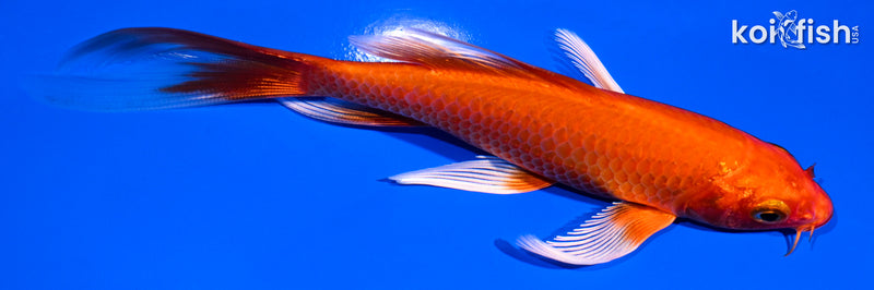 5.25" ORENJI OGON BUTTERFLY