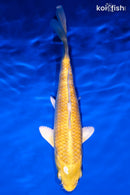 6" YAMABUKI OGON