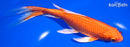 7.75" ORENJI OGON BUTTERFLY