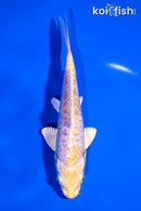 5.5" DOITSU LEMON HARIWAKE