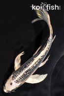 7.5" GIN MATSUBA BUTTERFLY