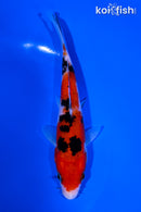6" SANKE