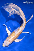 10.25" DOITSU LEMON HARIWAKE BUTTERFLY