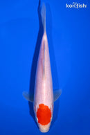 8.25" TANCHO KOHAKU