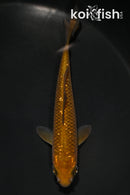 4" GINRIN CHAGOI