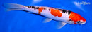 9.25" DOITSU GOSHIKI