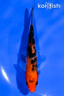 5" AKA SANKE
