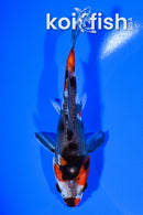 5.25" DOITSU SHOWA