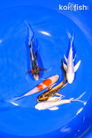 PACK OF (5) 4.5-5" BUTTERFLY KOI