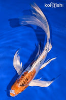 9.5" BENI KIKOKURYU BUTTERFLY