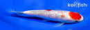 6.25" GINRIN MARUTEN KOHAKU