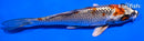 5.5" BENI GINGA