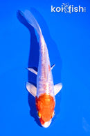 5.5" ARAGOKE KIKUSUI