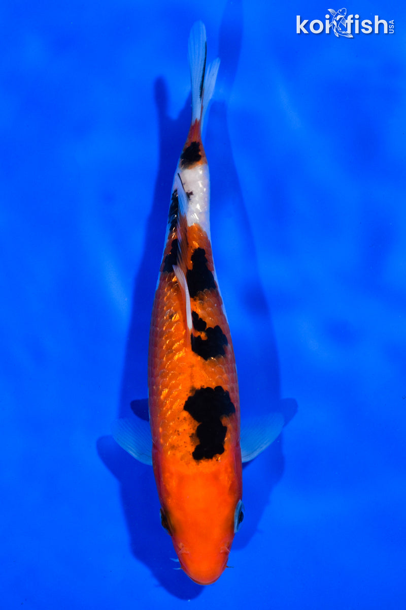 6" GINRIN SANKE