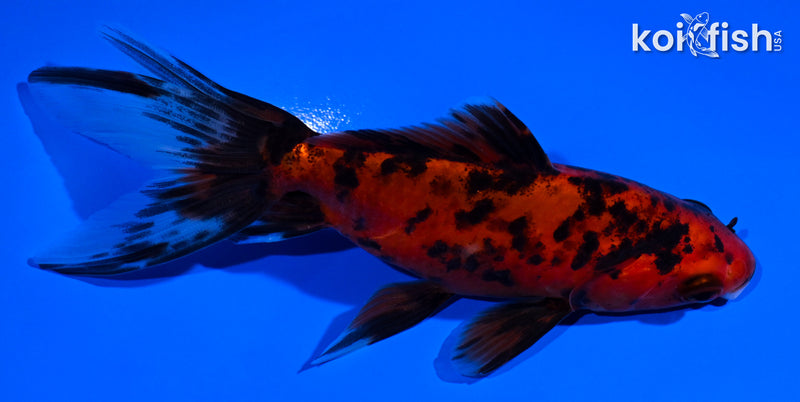 4.75" WAKIN GOLDFISH