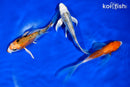 PACK OF (3) 4.5-5" BUTTERFLY KOI