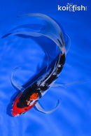 8.5" SHOWA BUTTERFLY