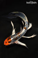 7.5" ARAGOKE BENI KIKOKURYU BUTTERFLY