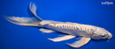 10" DOITSU PLATINUM OGON BUTTERFLY