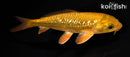 6.75" GINRIN CHAGOI