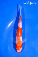 6" KOHAKU