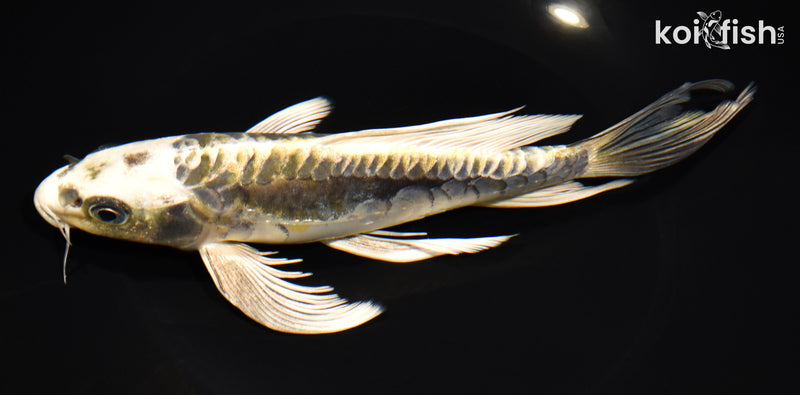 8.75" KIN KIKOKURYU BUTTERFLY