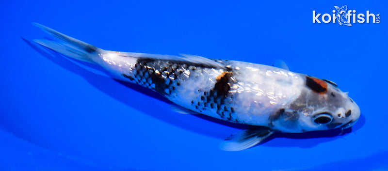 7.25" GINRIN SHOWA